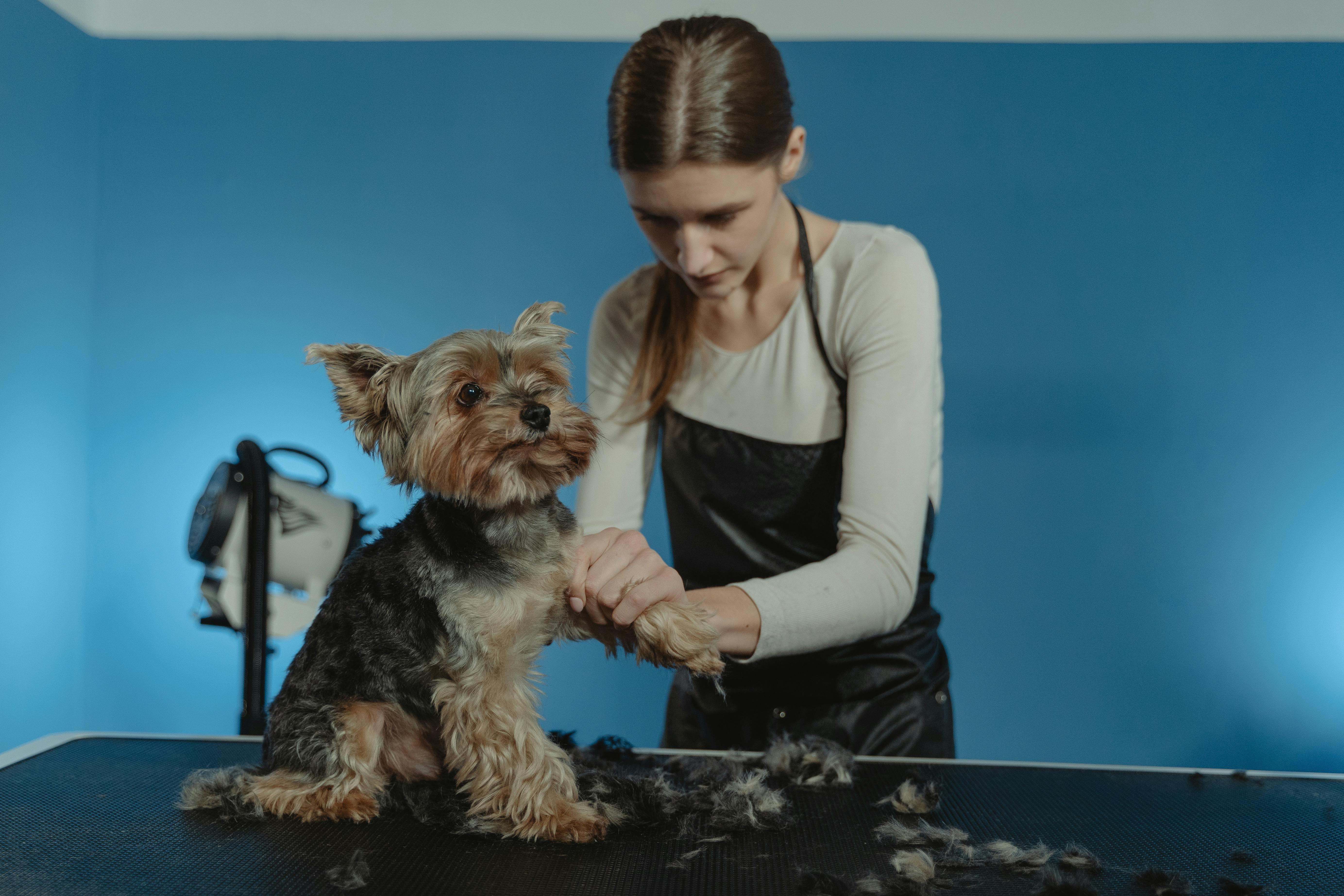 dog grooming